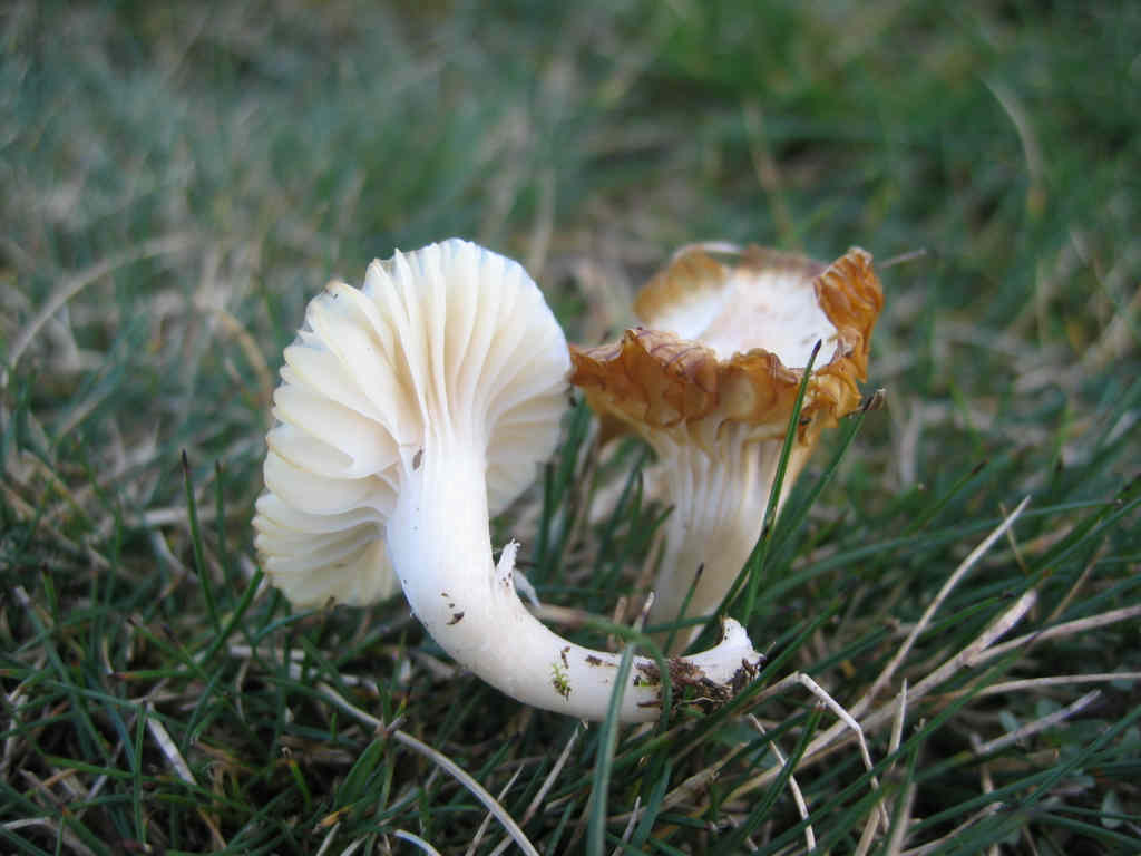 2005 :  Un anno di funghi
